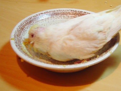 MJ - Miss Jones bekommt nicht genug